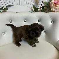 Solid chocolate, a female Shih Tzu for sale in Abilene, TX – Photo 3 of 9