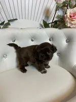 Solid chocolate, a female Shih Tzu for sale in Abilene, TX – Photo 3 of 9