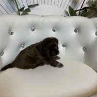 Solid chocolate, a female Shih Tzu for sale in Abilene, TX – Photo 5 of 9