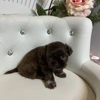 Solid chocolate, a female Shih Tzu for sale in Abilene, TX – Photo 8 of 9