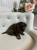 Solid chocolate, a female Shih Tzu for sale in Abilene, TX – Photo 8 of 9