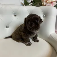 Solid chocolate, a female Shih Tzu for sale in Abilene, TX – Photo 6 of 9