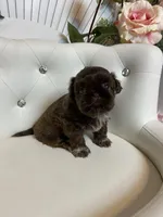 Solid chocolate, a female Shih Tzu for sale in Abilene, TX – Photo 6 of 9