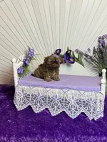Lilly, a female Shih Tzu for sale in Abilene, TX – 4 of 4