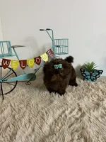 Nico, a male Shih Tzu for sale in Abilene, TX – 10 of 10