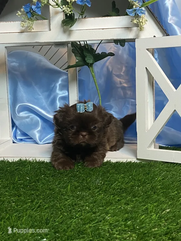 Nico – Shih Tzu puppy for sale in Abilene, TX