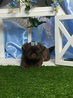 Nico, a male Shih Tzu for sale in Abilene, TX – 1 of 2