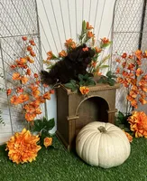 Peter pumpkin eater , a male Shih Tzu for sale in Abilene, TX – 2 of 10