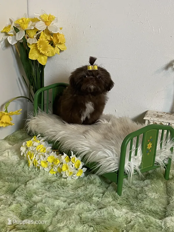 Kim chi – Shih Tzu puppy for sale in Abilene, TX