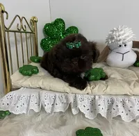 Chevy, a male Shih Tzu for sale in Abilene, TX – Photo 3 of 8