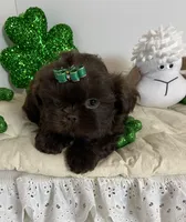 Chevy, a male Shih Tzu for sale in Abilene, TX – Photo 2 of 8