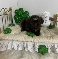 Chevy, a male Shih Tzu for sale in Abilene, TX – Photo 5 of 8