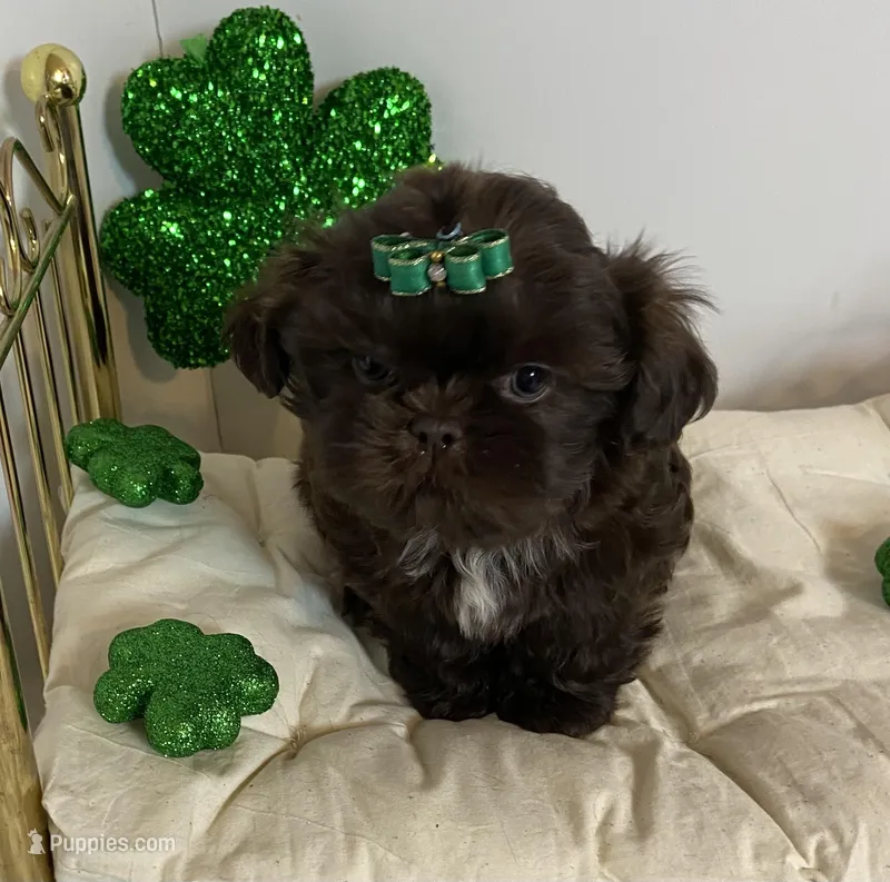 Chevy – Shih Tzu puppy for sale in Abilene, TX