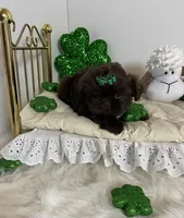 Chevy, a male Shih Tzu for sale in Abilene, TX – Photo 4 of 8