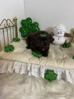 Chevy, a male Shih Tzu for sale in Abilene, TX – Photo 7 of 8