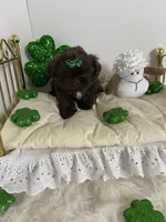 Chevy, a male Shih Tzu for sale in Abilene, TX – Photo 6 of 8