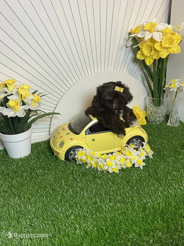 Hershey  – Shih Tzu puppy for sale in Abilene, TX
