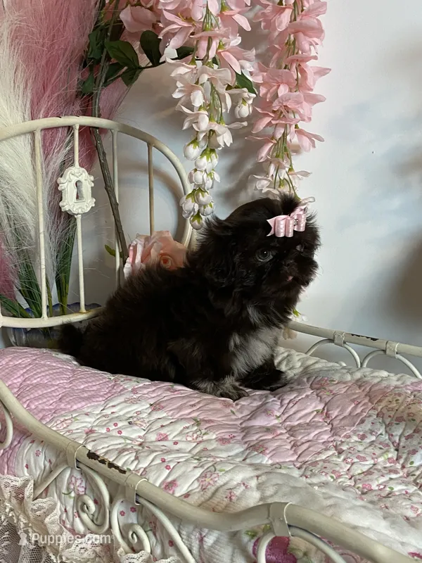 Tippy Coachella  – Shih Tzu puppy for sale in Abilene, TX