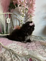 Tippy Coachella , a female Shih Tzu for sale in Abilene, TX – 3 of 10