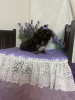 Tippy, a female Shih Tzu for sale in Abilene, TX – 8 of 10
