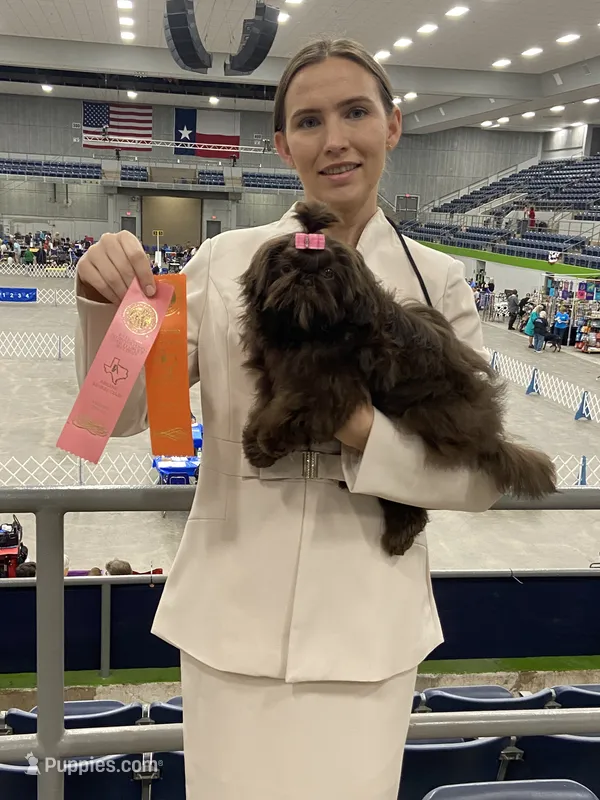 AKC Tyra – Shih Tzu puppy for sale in Abilene, TX