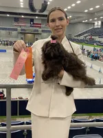 AKC Tyra, a female Shih Tzu for sale in Abilene, TX – 2 of 10