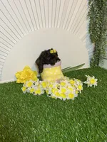 Cricket, a male Shih Tzu for sale in Abilene, TX – 4 of 4