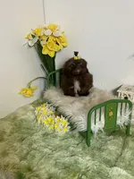 Kim chi, a male Shih Tzu for sale in Abilene, TX – 4 of 6