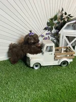 Kim chi, a male Shih Tzu for sale in Abilene, TX – 9 of 10