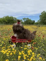 Kinsey, a female Shih Tzu for sale in Abilene, TX – Photo 8 of 10