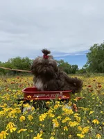 Kinsey, a female Shih Tzu for sale in Abilene, TX – Photo 2 of 10