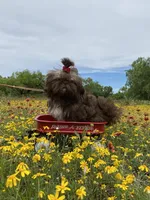 Kinsey, a female Shih Tzu for sale in Abilene, TX – Photo 7 of 10