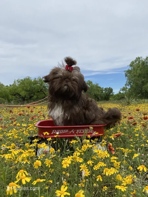 Kinsey, a female Shih Tzu for sale in Abilene, TX – Photo 1 of 10