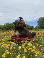 Kinsey, a female Shih Tzu for sale in Abilene, TX – Photo 1 of 10