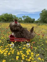 Kinsey, a female Shih Tzu for sale in Abilene, TX – Photo 6 of 10