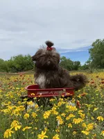 Kinsey, a female Shih Tzu for sale in Abilene, TX – Photo 4 of 10