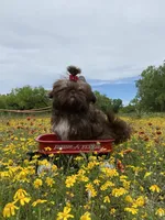 Kinsey, a female Shih Tzu for sale in Abilene, TX – Photo 3 of 10