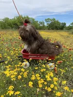 Kinsey, a female Shih Tzu for sale in Abilene, TX – Photo 9 of 10