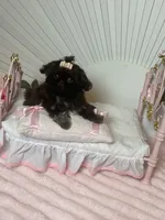 Tippy dark chocolate , a female Shih Tzu for sale in Abilene, TX – 4 of 10