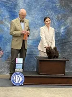 AKC Tyra, a female Shih Tzu for sale in Abilene, TX – 1 of 10