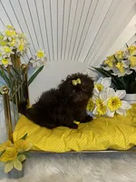 Nico, a male Shih Tzu for sale in Abilene, TX – 10 of 10