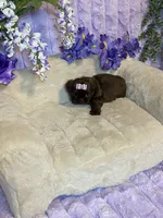 Mommas baby gucci, a female Shih Tzu for sale in Abilene, TX – 4 of 9
