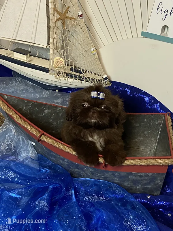 Kim chi  – Shih Tzu puppy for sale in Abilene, TX