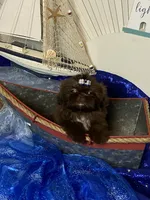 Kim chi , a male Shih Tzu for sale in Abilene, TX – 1 of 7