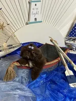 Kim chi , a male Shih Tzu for sale in Abilene, TX – 6 of 7