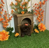 Baby girl gucci, a female Shih Tzu for sale in Abilene, TX – 8 of 9
