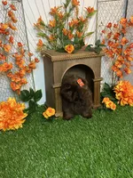 Baby girl gucci, a female Shih Tzu for sale in Abilene, TX – 7 of 9