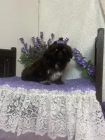 Tippy, a female Shih Tzu for sale in Abilene, TX – 3 of 10