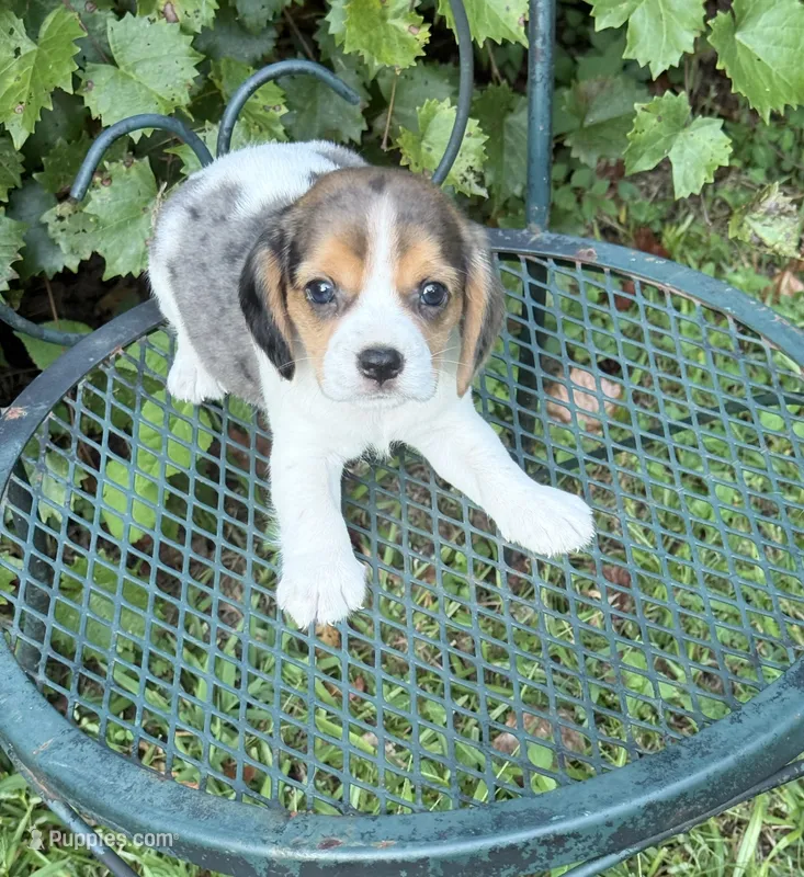 Teddy (Beaglier) – Beagle puppy for sale in Dalton, GA