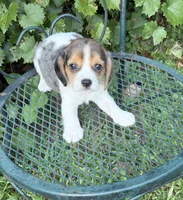 Teddy (Beaglier), a male Beagle for sale in Dalton, GA – 1 of 4